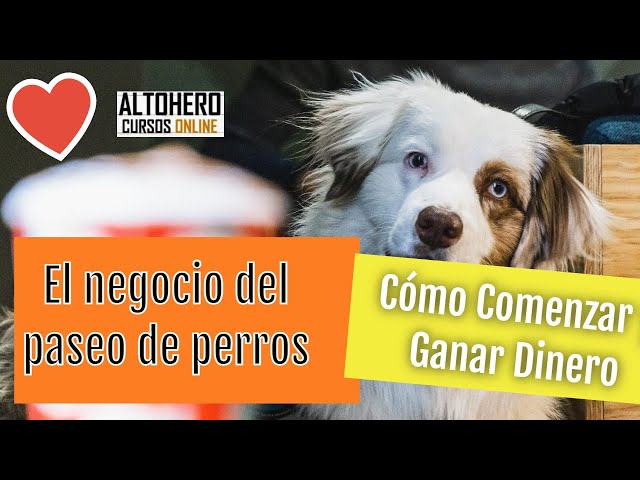 Paseadores de perros, el negocio en auge en los barrios 'ricos' de