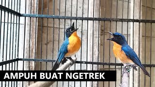 Suara Sulingan gunung jantan ngeroll gacor ‼️ Bunyi PIKAT AMPUH Tledekan bakau SRDC Jongkangan BAHAN