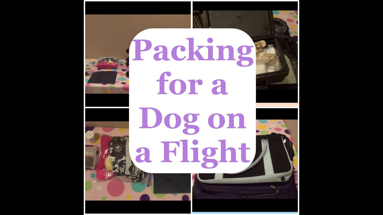 Packing for a Dog on a Plane YouTube