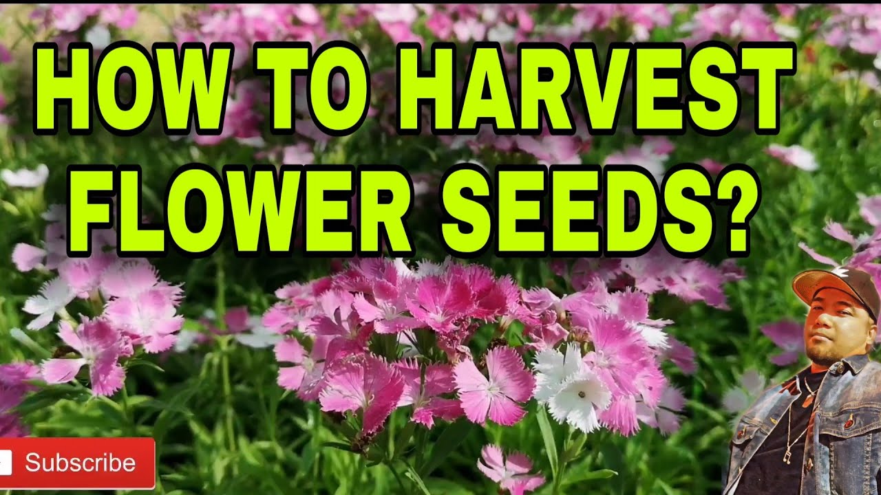 HOW TO HARVEST FLOWER SEEDS + QUICK TOUR INSIDE OUR GREENHOUSE AND