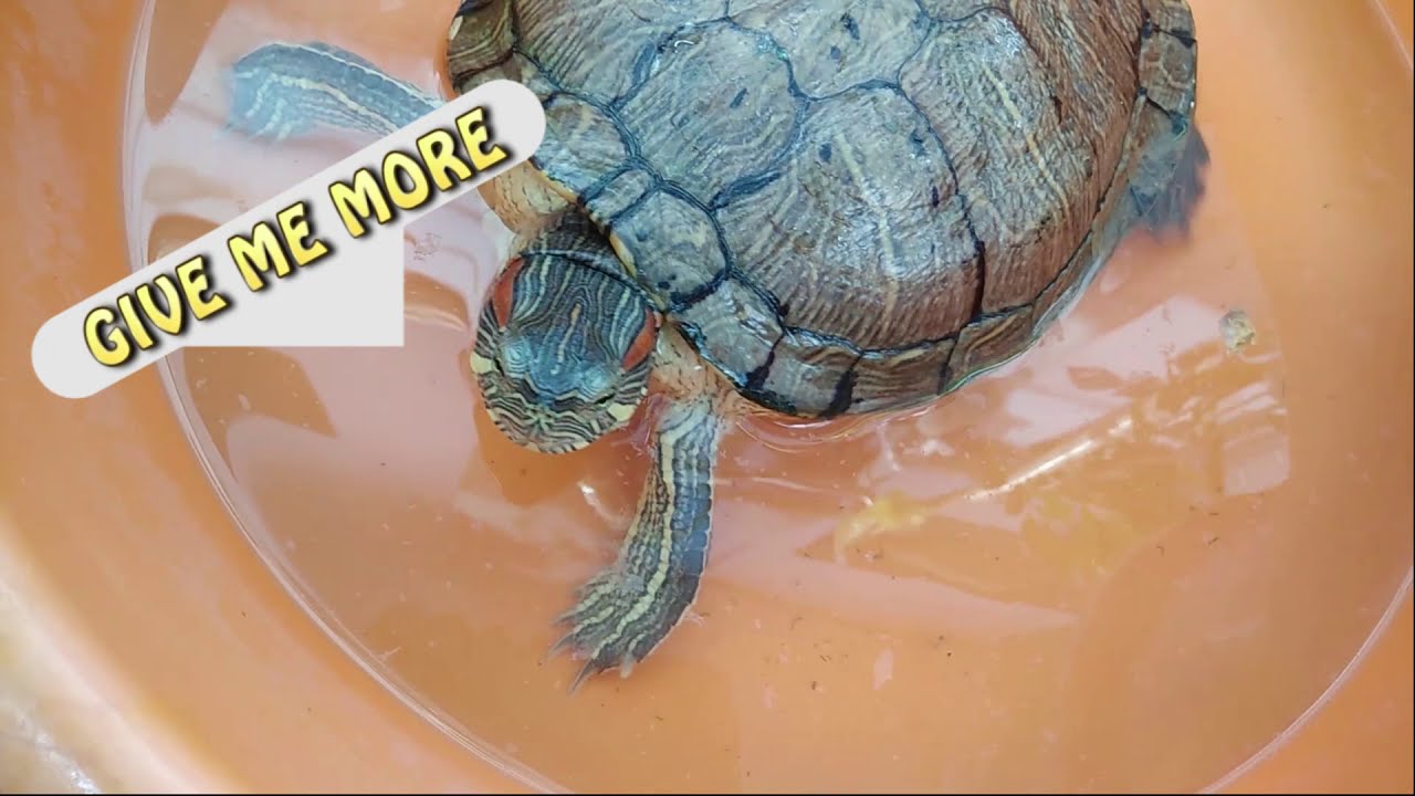 Food I feed to my Turtle dry fish feeding My 9 year Red Eared slider