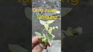 Download Lagu obat asam lambung MP3