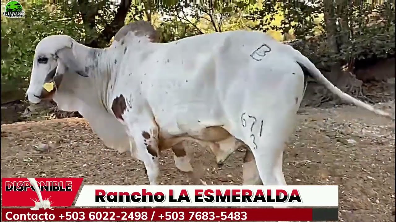 Toretes y Novillas de la raza Gyr Lechero Nuevo Lote Rancho La Esmeralda | El Salvador en el Campo