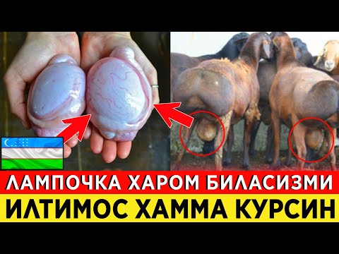КУЧКОРНИНГ ЛАМПОЧКАСИ ИЛТИМОС
