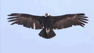 El Condor Pasaangel Gaviria Remix