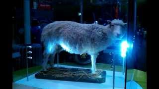 Dolly The Sheep Moving