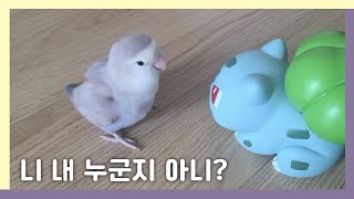 나 하얼빈의 김베리야