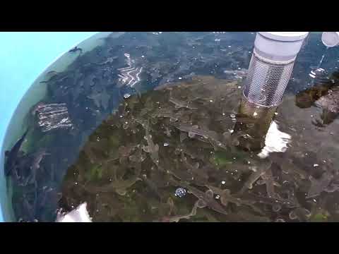 Ленский осётр -