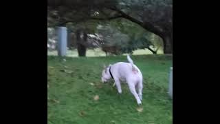 My Emotional Support Animal, Nugget