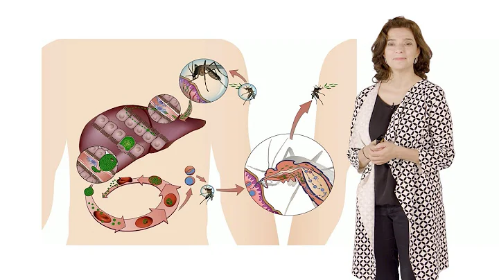 Maria Mota (IMM) 1: Malaria: An Overview
