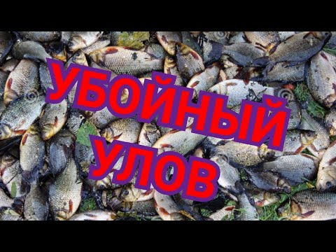 Видео: Улов на караси през пролетта: правила