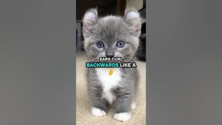 Video 10741571: american curl, adorable tiny cats, cutest tiny cat