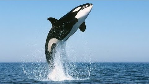 Tại sao Cá voi sát thủ thường không tấn công con người. sự thật thú vị mà có thể bạn chưa biết.