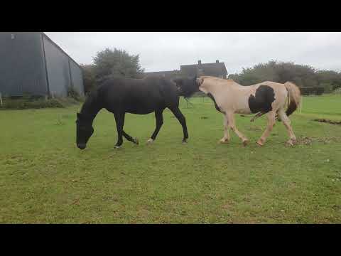 Natural horse mating preliminaries.