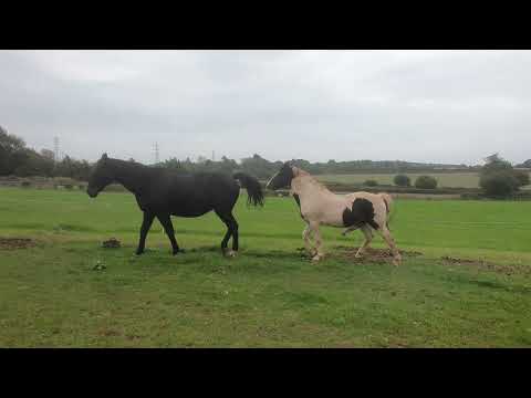 Natural horse mating preliminaries