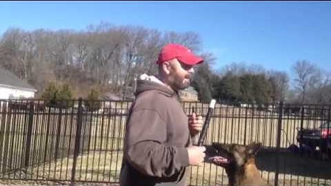 How to teach the forced fetch to any dog part 2