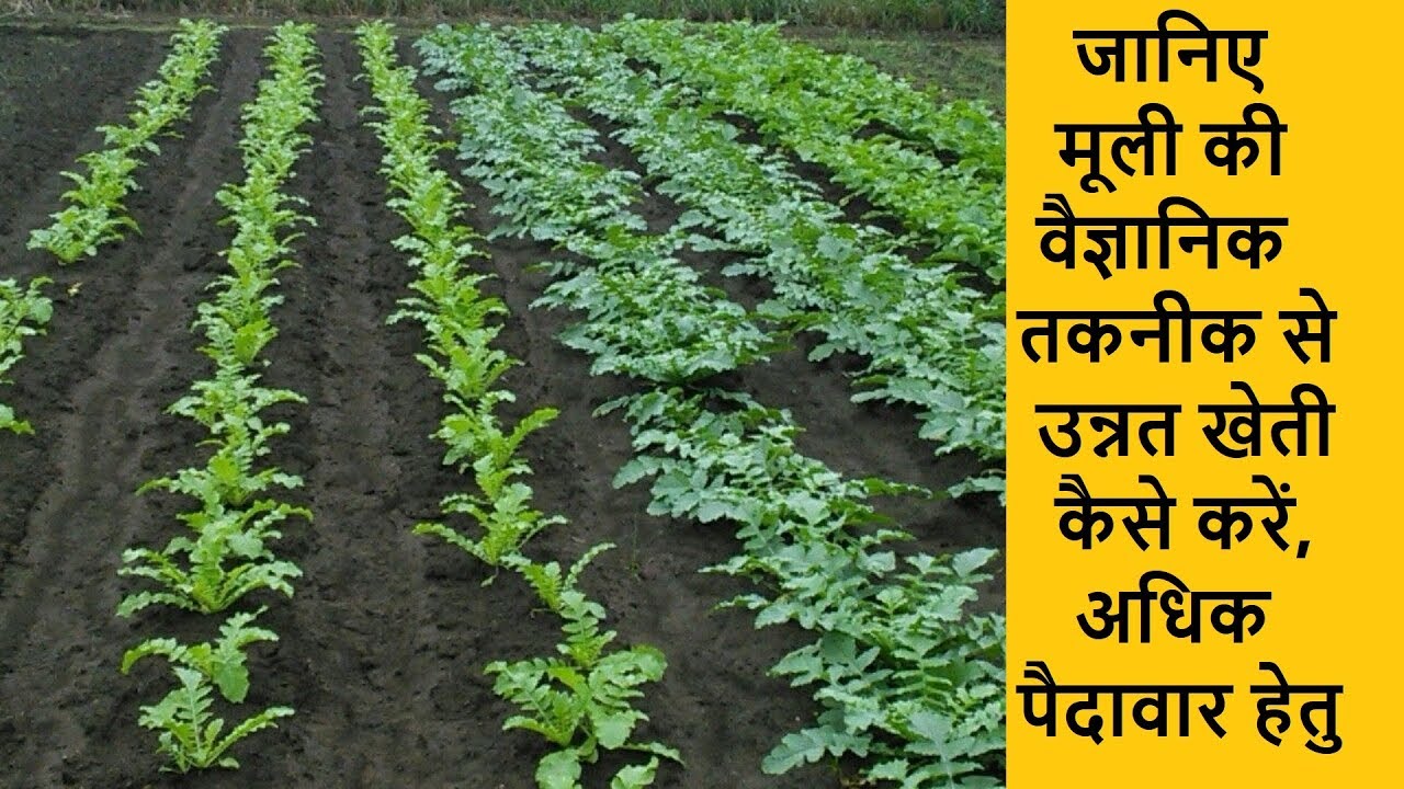 मूली की उन्नत खेती कैसे करें ! Cultivation of Radish in Hindi YouTube