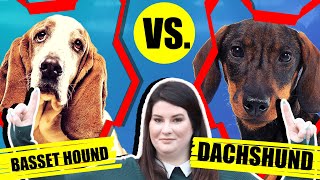 BASSET HOUND VS DACHSHUND by Fenrir Basset Hound Show 1,220 views 3 years ago 10 minutes, 49 seconds