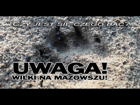 WILKI W POWIECIE MAKOWSKIM - ROZMOWA Z LEŚNIKIEM