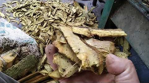 Cây núc nắc chữa bệnh dạ dày. Ngâm rửa bệnh khí hư Bạch đới