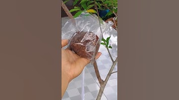 cách chiết cành mai chiếu thủy #bonsai #phongcachbonsai #caycanh #bonsaitree #maivangbonsai #maighep