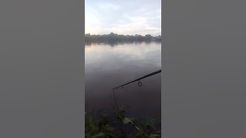 Câu cá tra sông Sài Gòn/lại một ngày bể đầu#shorts.