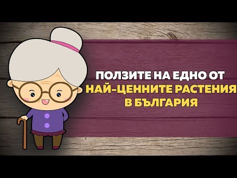 Видео: Калиопа здравец многогодишно ли е?