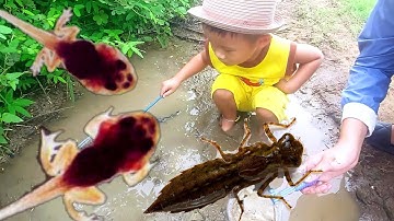 👨‍👩‍👧‍👧 Gold Được Dẫn Ra Đồng Bắt Nòng Nọc Với Ấu Trùng Chuồn Chuồn Vui Ơi Là Vui Luôn | Gold Gin TV