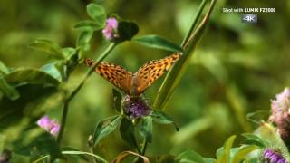 Panasonic LUMIX FZ2000/FZ2500 4K Video 'The Greatest Journey in Hokkaido' by Martin Wallgren