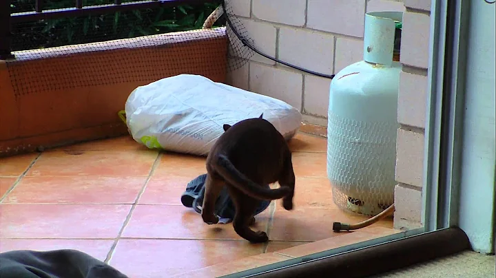 Video 1214871: burmese kitten playing, brown burmese, kitten playing fetch