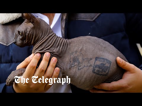 Video: El tatuaje de los gatos Sphynx es cruel