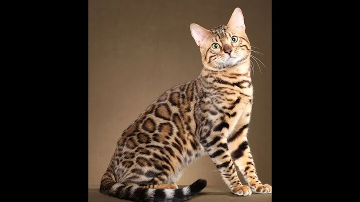 Video 10579491: bengal feline, bengal cat, leopard