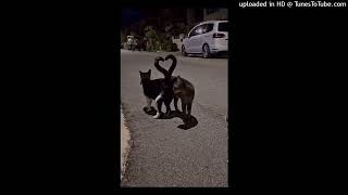 Bvli - Nie Szukam Wrażeń Ft. Denssunde Prod. Srg.