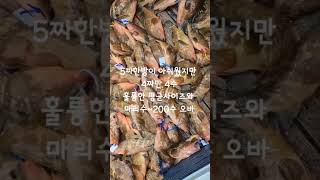 250713녹동제니스2호붉바리외수질사리에도 굿조황4짜4수 200수 이상 #고흥선상낚시 #녹동제니스2호 #녹동항 #붉바리외수질 #외수질