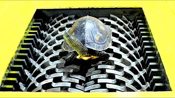 Tortoise VS Shredder!  Who will win? You can