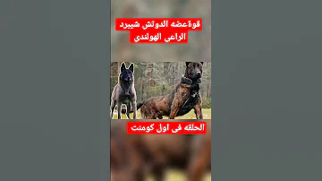 قوة عضه الكلب الراعى الهولندى الدوتش شيبرد 