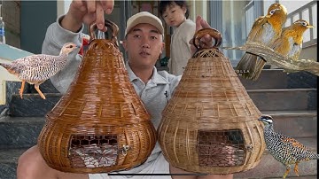 CHIM ĐA ĐA ( gà gô ) Trống mái | Lồng Nuôi chim Đa Đa & Hoạ mi sinh sản 0972273174