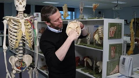 Vestibulocochlear nerve anatomy (CN VIII)