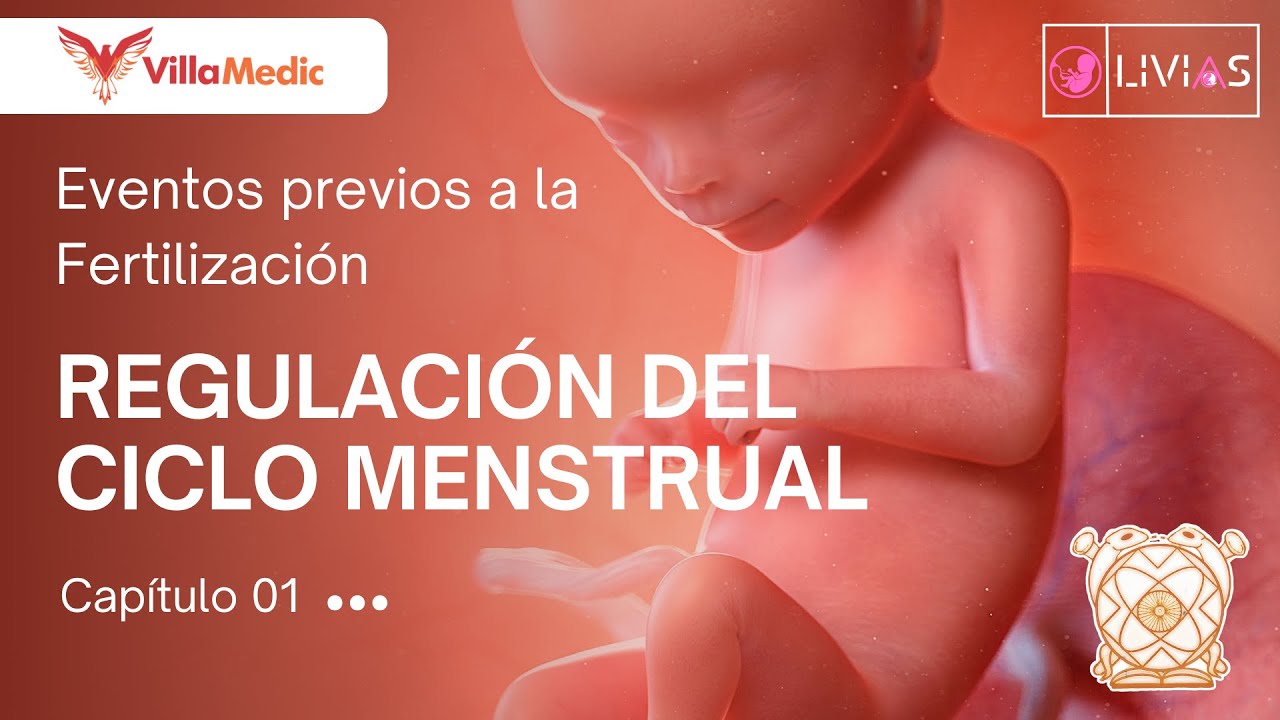 CC.BB. EMBRIO | Eventos previos a la fertilización: Regulación del ciclo menstrual - VillaMedic