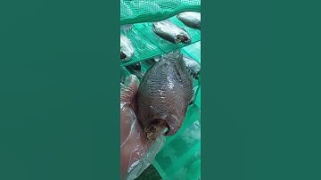 Khô cá sặc bổi vừa phơi xong. Khô được làm từ cá tươi sống - ướp vừa ăn