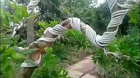 Cây nguyệt quế  trong vườn 1000 cây tại Cai Lậy