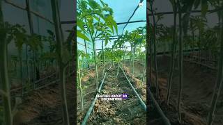 High Yield Tomato Tricks #viralvideo #gardenning #tomato #fyp #Viral #tiktok #agriculture #farming