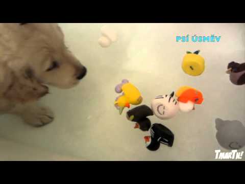 Video: Jak Umýt štěně