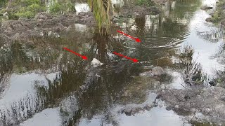 BADAI TURUN TIDAK MENJADI PENGHALANG BAGI IKAN INI UNTUK MAKAN