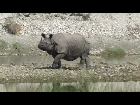 Rhino looking for