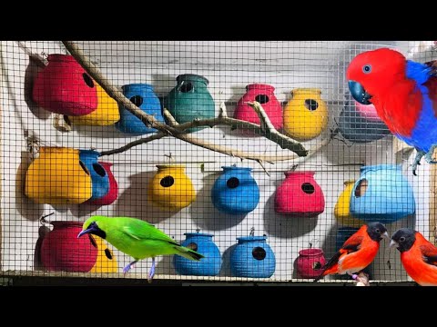 World Most Beautiful Parrot Farm Rosella Birds Aviary Birds Video Birds Sound Colourful Birds