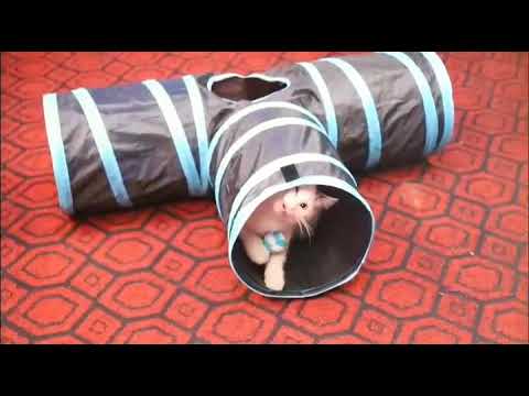 Collapsible Cat Tunnel Tubes Toys MYIDEA® PET