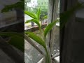 plant #shortvideo #trees #rain #viral #shorts #short #video #green #nature #travel