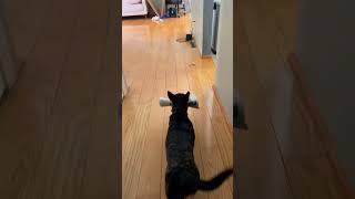 Cute Little Emma Taking The Mail To The Table