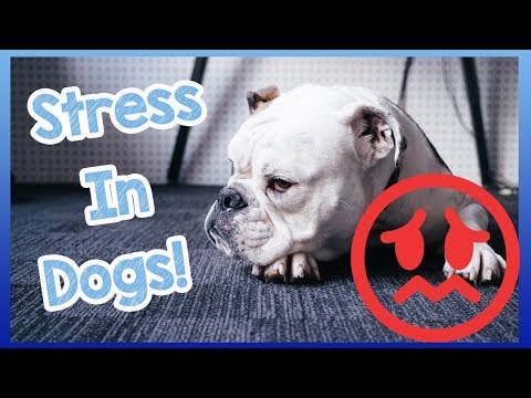 Vidéo: 5 signes que votre shih tzu est stressé